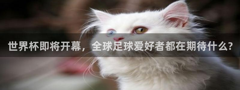 2026世界杯官网入口：世界杯即将开幕，全球足球爱好者都在期待什么?