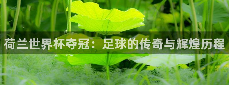 2026男足世界杯：荷兰世界杯夺冠：足球的传奇与辉煌历程